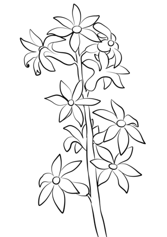 Hyacinthus coloring pages free coloring pages