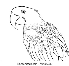 Detailed drawing hyacinth macaw royalty