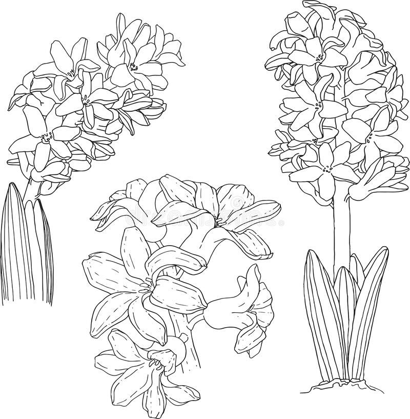 Three hyacinths vector illustration flower drawing painting art projects drawings