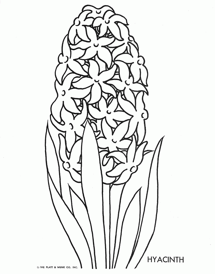 Hyacinth flower coloring pages