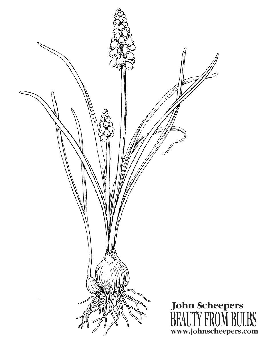 Flower bulb coloring sheets to tide you over til spring
