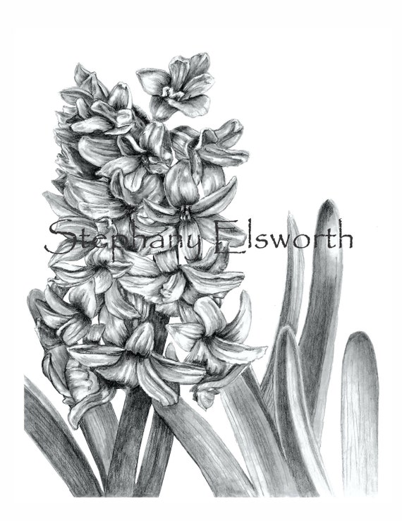 Hyacinth grayscale pdf printable digital download coloring page
