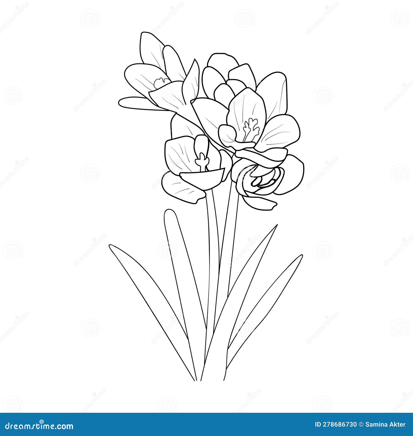 Easy saffron flower drawing pencil crocus flower drawing crocuss flower pencil sketch coloring pages stock vector