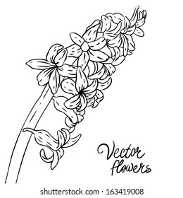 Hyacinth drawing photos and images