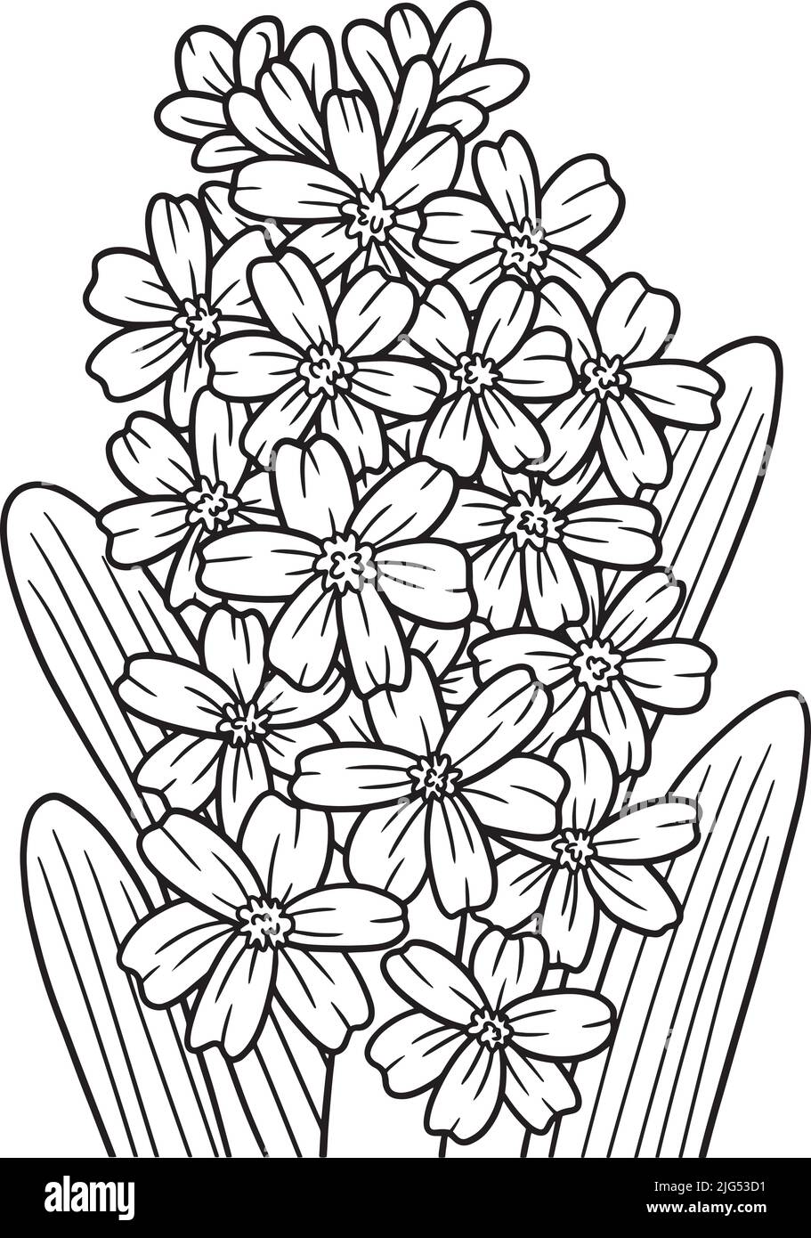 Hyacinth flower vector black and white stock photos images
