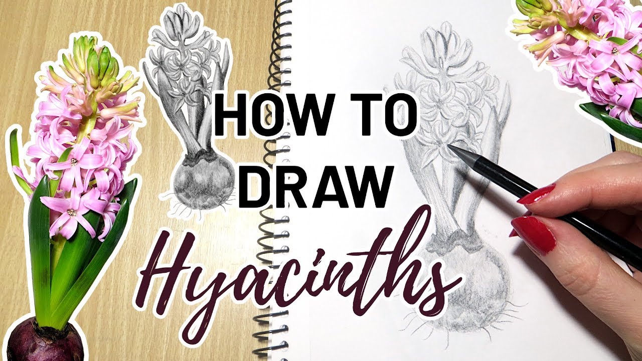Hyacinth drawing tutorial how to draw christmas flowers
