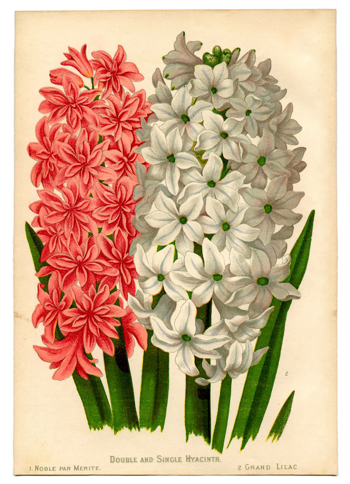 Picture of a hyacinth flower