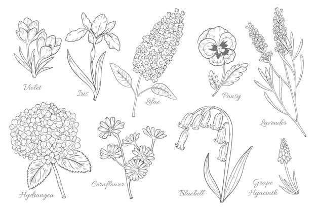 Hyacinth drawing vectors illustrations for free download