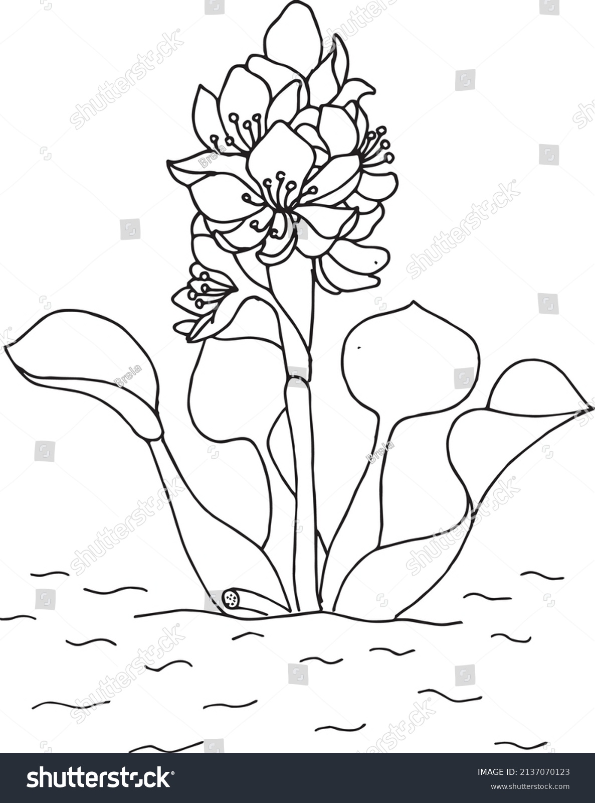 Water hyacinth flower black white vector stock vector royalty free
