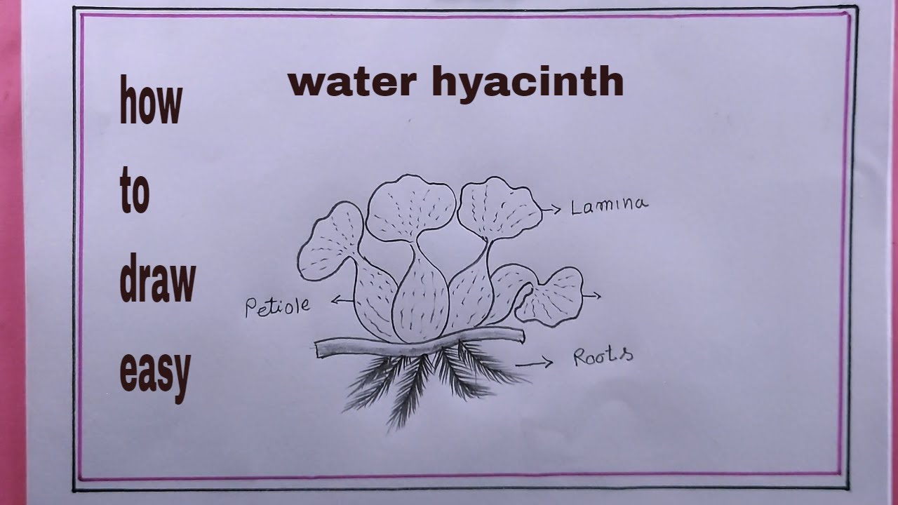 How to draw water hyacinth easywater hyacinth drawing easy