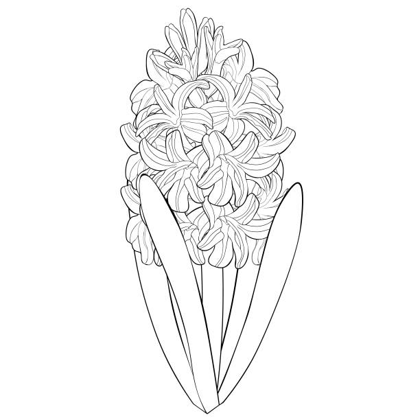 Coloring is hyacinth spring flower vector illustration stock illustration