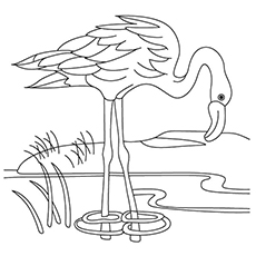 Top flamingo coloring pages for toddlers