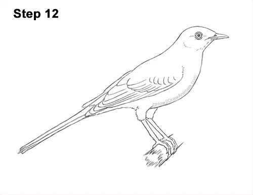 How to draw a mockingbird video step
