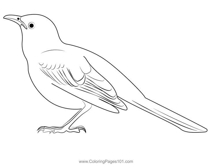 Small mockingbird coloring page coloring pages color printable coloring pages