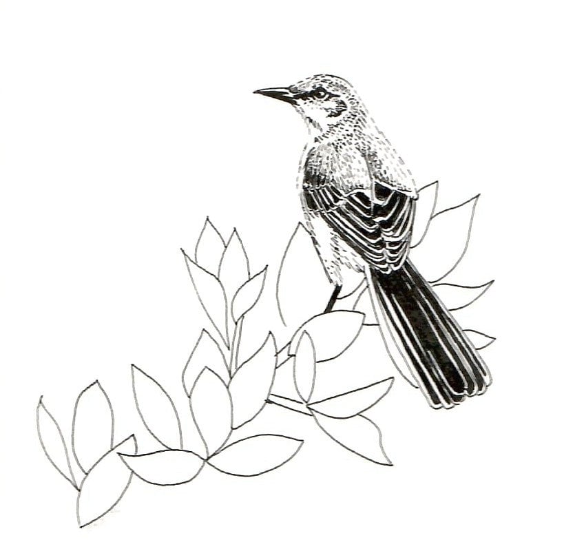 Mockingbird drawing