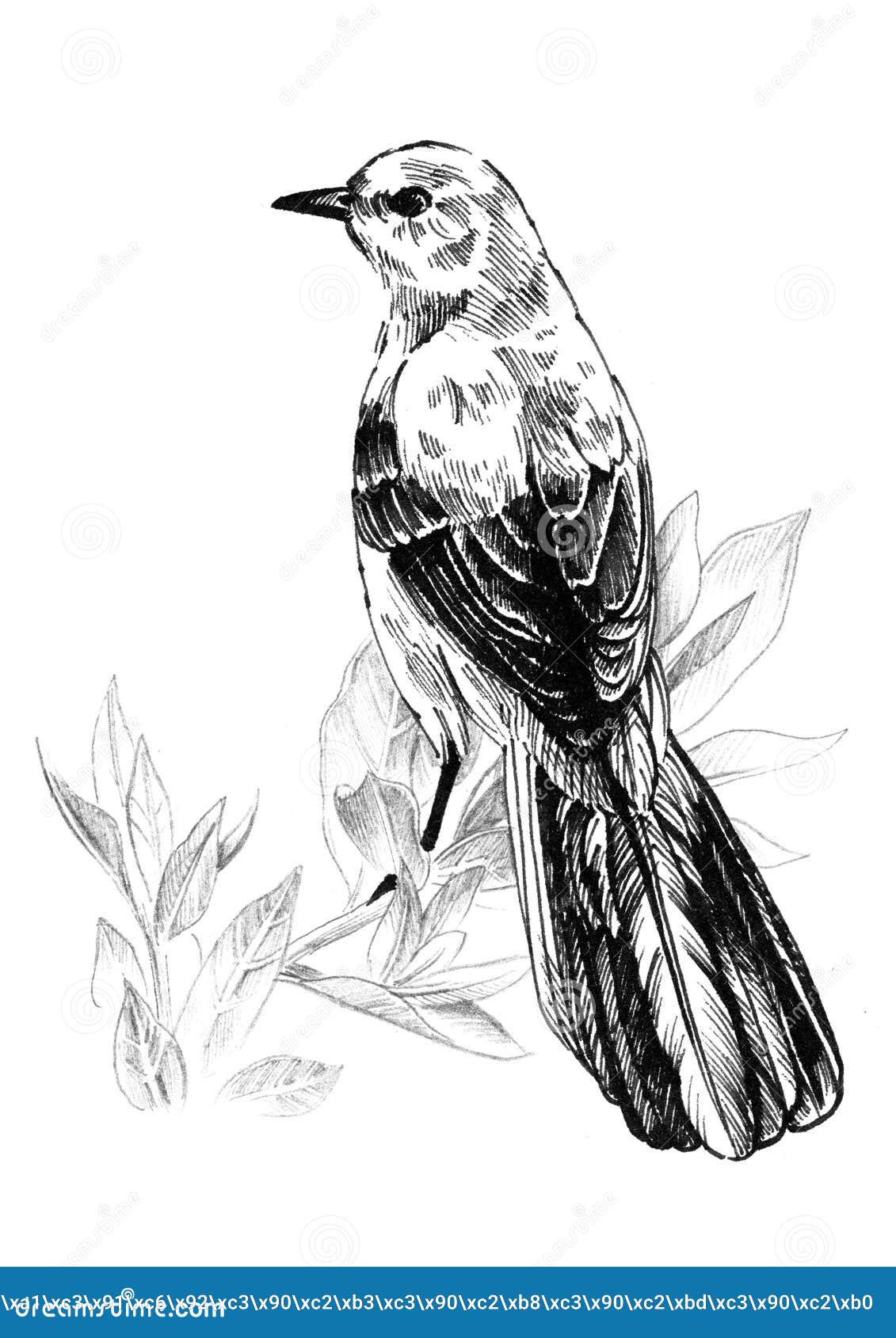 Northern mockingbird stock illustrations â northern mockingbird stock illustrations vectors clipart