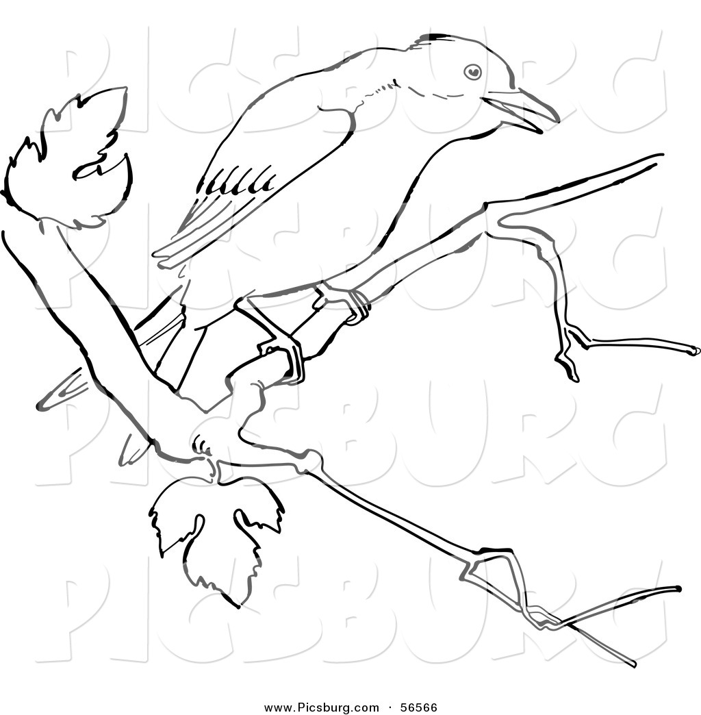 Clip art of a mockingbird on a tree branch