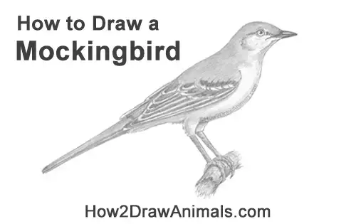 How to draw a mockingbird video step