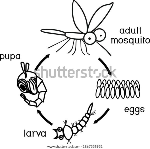 Coloring page mosquito life cycle sequence stock vector royalty free