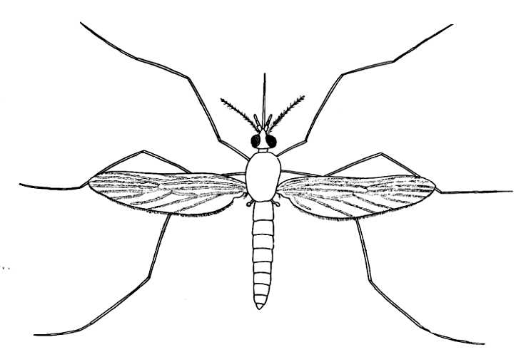 Simple mosquito drawing sketch coloring page