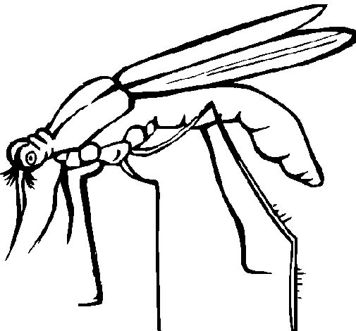 Basic drawing mosquito coloring page