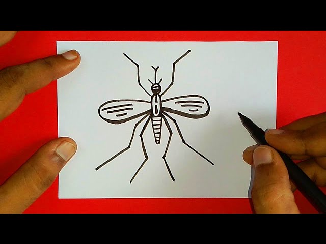 How to draw a osquito drawing for beginners easy drawing class