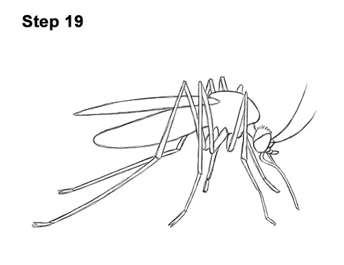 How to draw a mosquito video step