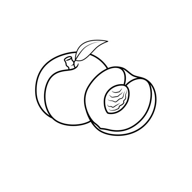 Fruit coloring pages stock illustrations royalty
