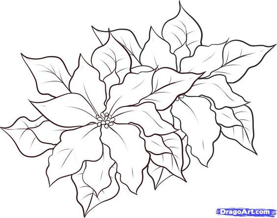 Simple poinsettia drawing