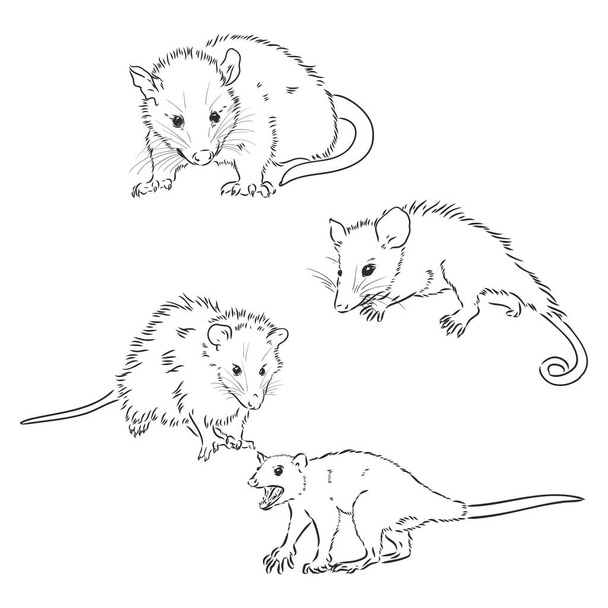 Possum free stock vectors
