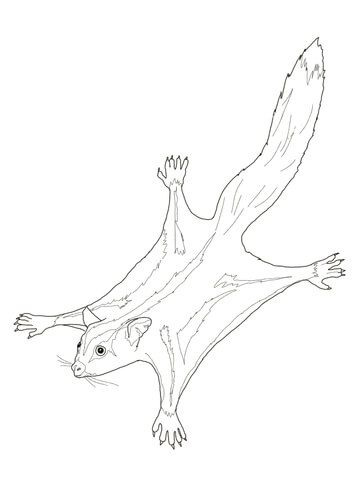 Sugar glider possum coloring page free printable coloring pages animal coloring pages sugar glider animal drawings