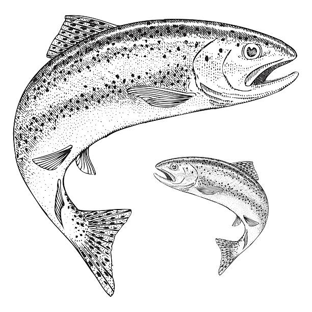 Jumping trout illustration stock illustration