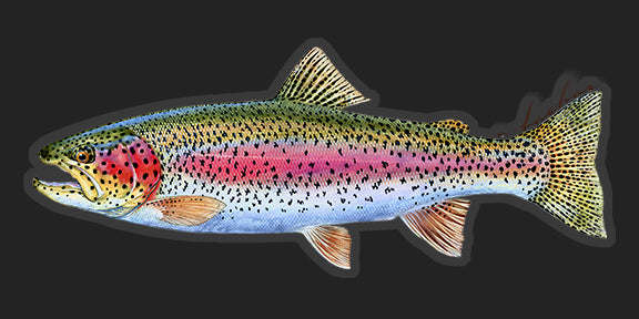 Rainbow trout