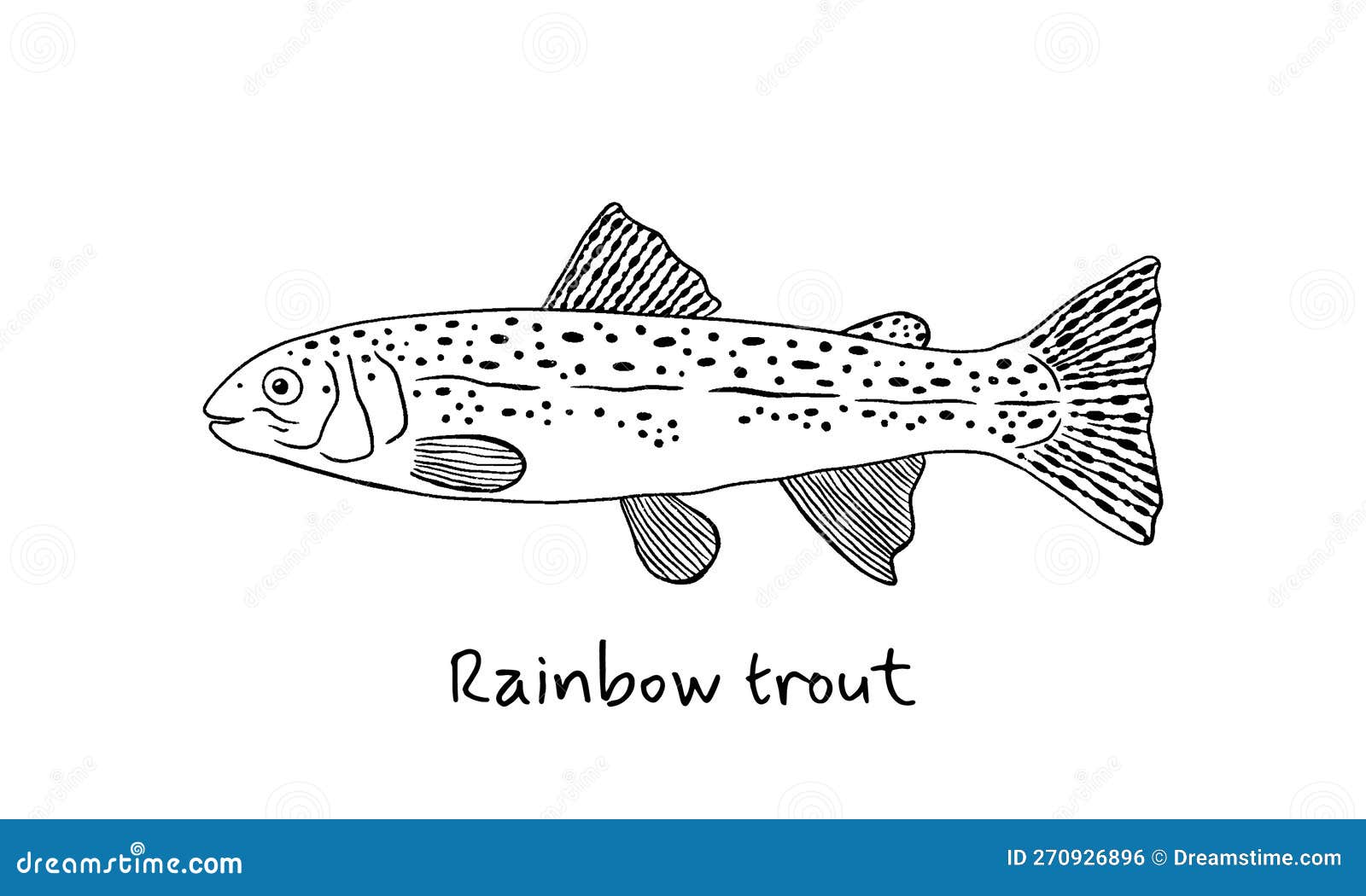 Hand drawn rainbow trout fish in sketch style simple vector isolated illustration on white background stock vector