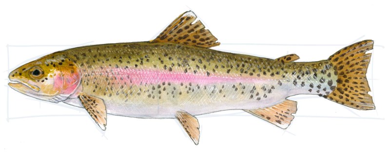How to draw a trout step