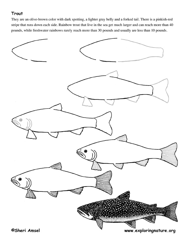 Trout drawing lesson