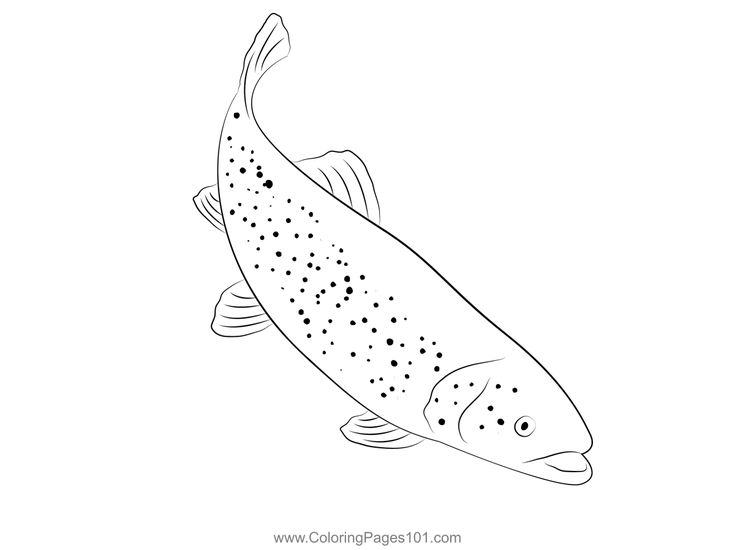 Brook trout coloring page coloring pages brook trout coloring pages for kids
