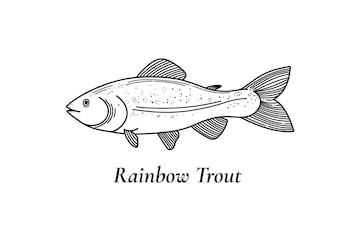 Premium vector rainbow trout vector illustration black and white sketch isolated on white background