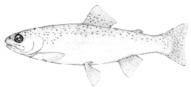 How to farm rainbow trout the fish site