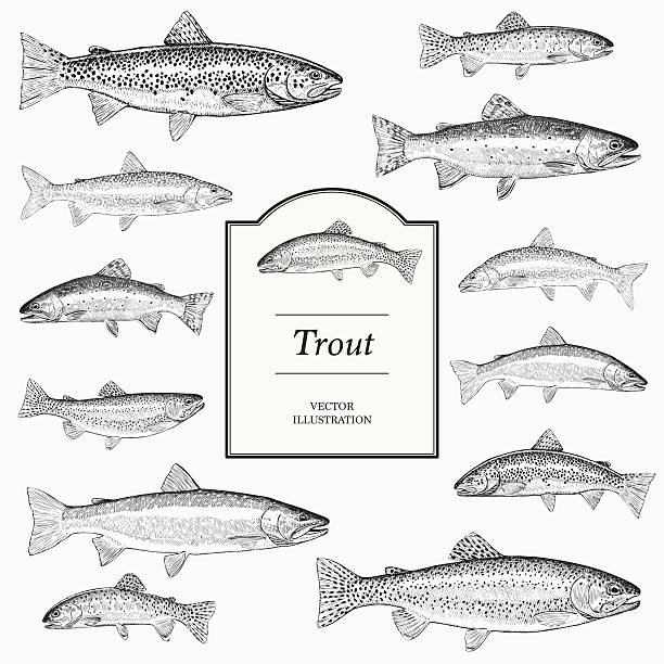 Trout stock illustrations royalty