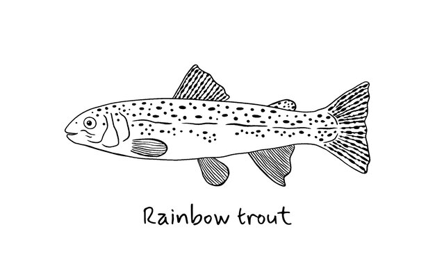 Premium vector hand drawn rainbow trout fish in sketch style simple vector illustration on white background