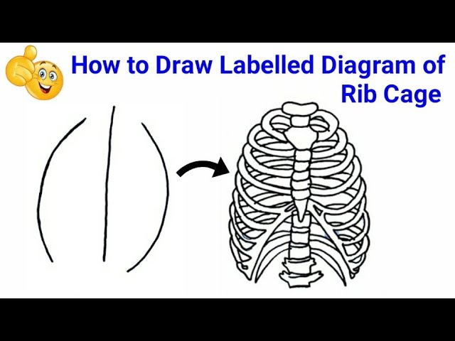 How to draw human rib cage how to draw rib cage human anatomy how to draw rib cage