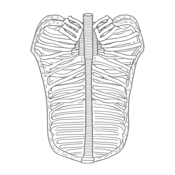Rib cage drawing png transparent images free download vector files