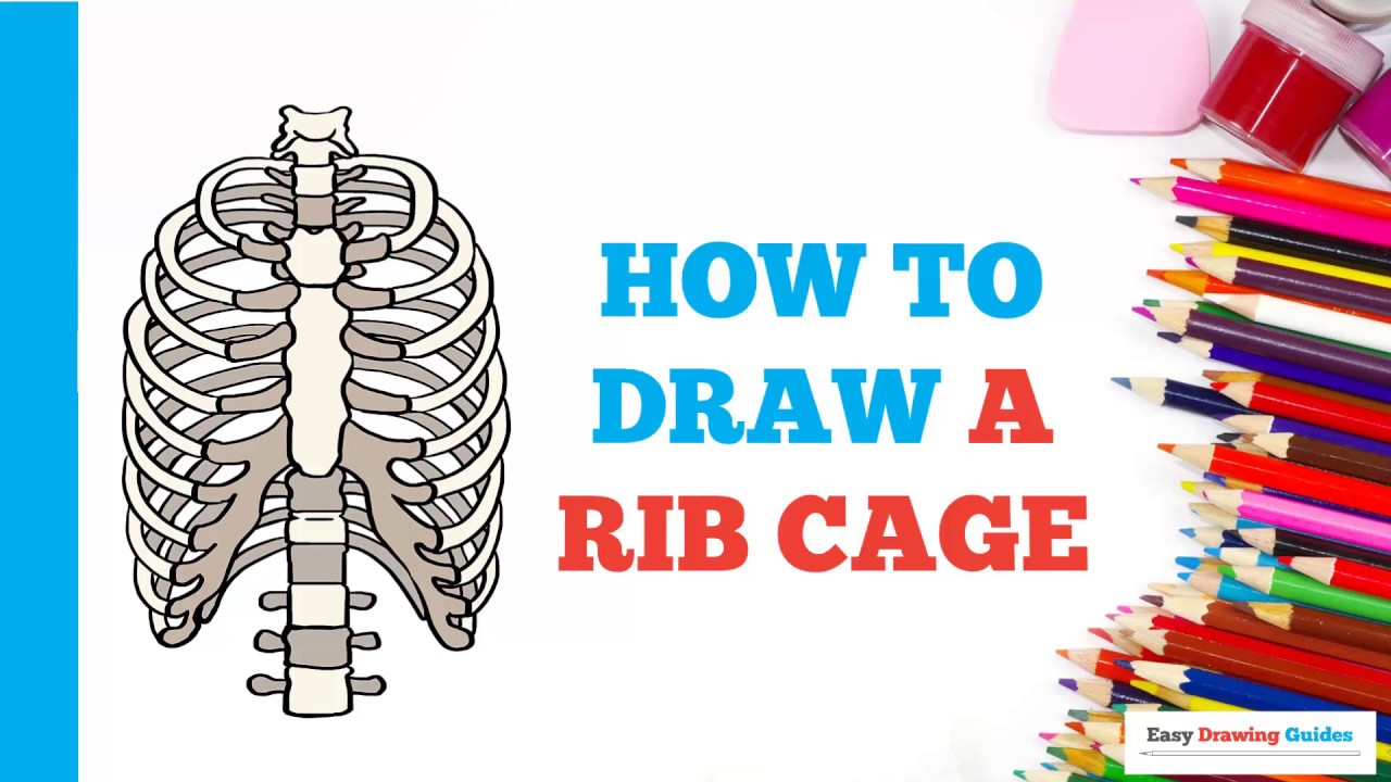 How to draw a rib cage in a few easy steps drawing tutorial for beginners