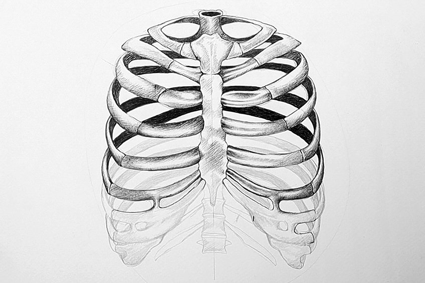 How to draw a rib cage