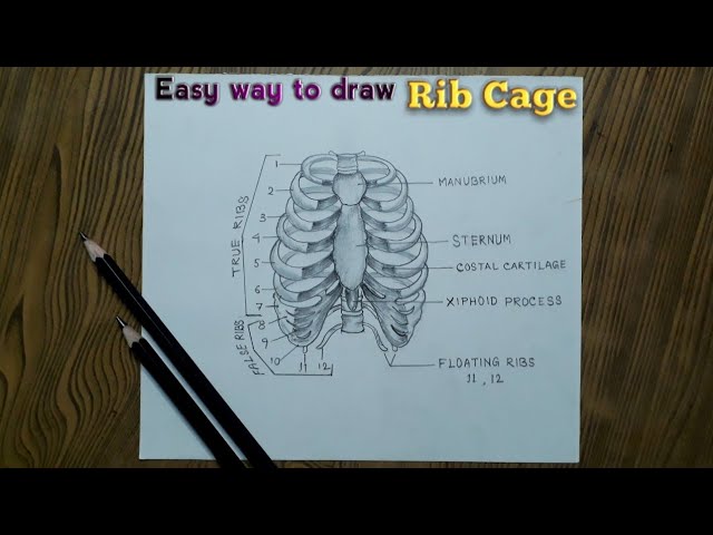 How to draw human rib cage step by step so easy