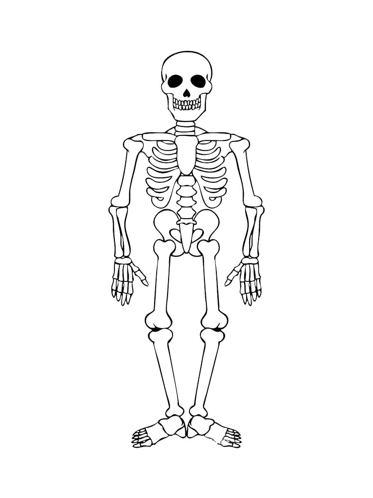 Free printable skeleton coloring pages for kids