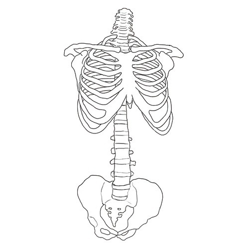Simple skeleton drawings bone drawing drawings