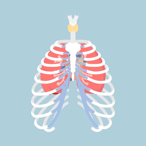 Hundred cartoon rib cage royalty