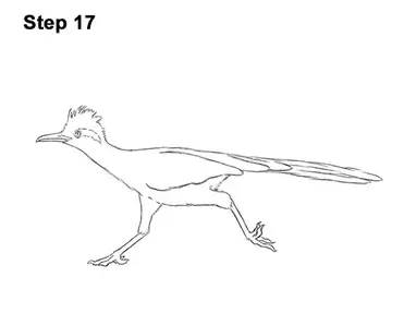 How to draw a roadrunner video step